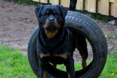 Hank-Rottweiler-vom-Brunnenpfad-1