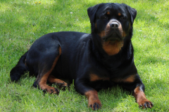 Hank-Rottweiler-vom-Brunnenpfad-2