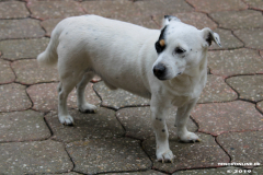 Jack-Russel-Terrier-26.5.2019-2