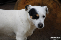 Jack-Russel-Terrier-26.5.2019-3
