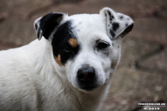 Jack-Russel-Terrier-26.5.2019