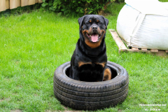 Rottweiler-26.5.2019-10