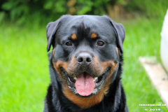 Rottweiler-26.5.2019-11
