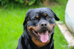 Rottweiler-26.5.2019-12