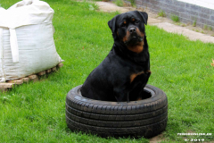 Rottweiler-26.5.2019-13