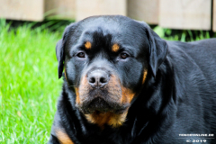 Rottweiler-26.5.2019-2
