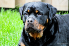 Rottweiler-26.5.2019-3