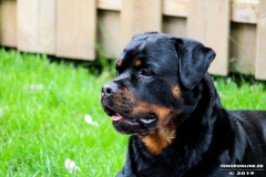 Rottweiler-26.5.2019-4