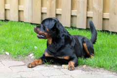 Rottweiler-26.5.2019-5