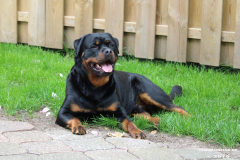 Rottweiler-26.5.2019-6