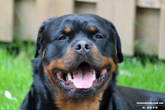 Rottweiler-26.5.2019-7