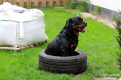 Rottweiler-26.5.2019-8