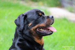 Rottweiler-26.5.2019-9