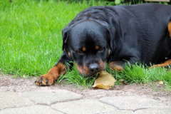 Rottweiler-26.5.2019