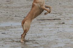 Hundestrand-Norddeich-13.10.2019-15