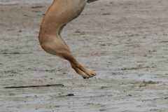 Hundestrand-Norddeich-13.10.2019-16