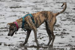 Hundestrand-Norddeich-13.10.2019-4
