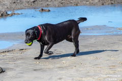Hundestrand-Norddeich-Ostfriesland-14.3.2020-1