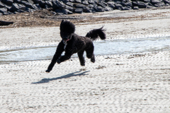 Hundestrand-Norddeich-Ostfriesland-14.3.2020-19