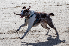 Hundestrand-Norddeich-Ostfriesland-14.3.2020-21