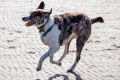 Hundestrand-Norddeich-Ostfriesland-14.3.2020-22