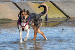 Hundestrand-Norddeich-Ostfriesland-14.3.2020-23