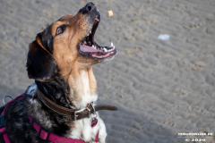 Hundestrand-Norddeich-Ostfriesland-14.3.2020-30