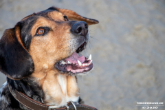 Hundestrand-Norddeich-Ostfriesland-14.3.2020-32