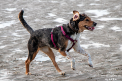 Hundestrand-Norddeich-Ostfriesland-14.3.2020-35