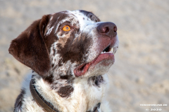 Hundestrand-Norddeich-Ostfriesland-14.3.2020-37