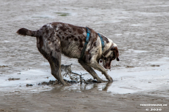 Hundestrand-Norddeich-Ostfriesland-14.3.2020-43