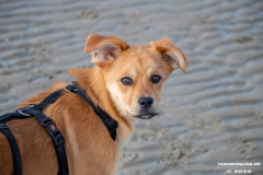 Hundestrand-Norddeich-Ostfriesland-14.3.2020-50