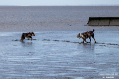 Hundestrand-Norddeich-Ostfriesland-14.3.2020-58