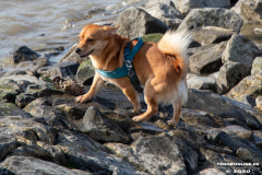 Hundestrand-Norddeich-Ostfriesland-14.3.2020-73