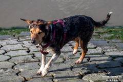 Hundestrand-Norddeich-Ostfriesland-14.3.2020-75