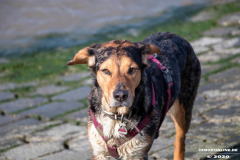 Hundestrand-Norddeich-Ostfriesland-14.3.2020-77