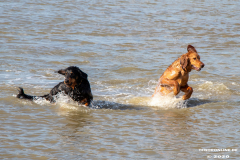Hundestrand-Norddeich-Ostfriesland-14.3.2020-82