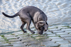 Hundestrand-Norddeich-Ostfriesland-14.3.2020-87