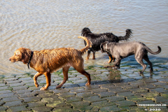 Hundestrand-Norddeich-Ostfriesland-14.3.2020-89
