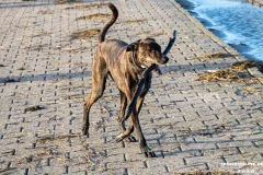 Hundestrand Norddeich 19.1.2020