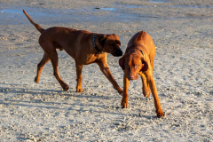 Hundestrand-Norddeich-19.1.2020-1