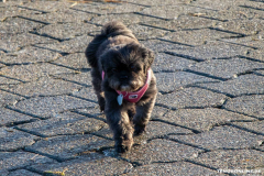 Hundestrand-Norddeich-19.1.2020-11