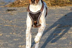 Hundestrand-Norddeich-19.1.2020-12