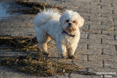 Hundestrand-Norddeich-19.1.2020-17