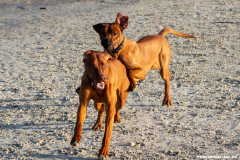 Hundestrand-Norddeich-19.1.2020-2