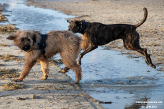 Hundestrand-Norddeich-19.1.2020-21