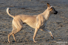 Hundestrand-Norddeich-19.1.2020-23