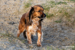 Hundestrand-Norddeich-19.1.2020-24