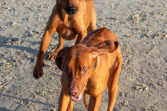 Hundestrand-Norddeich-19.1.2020-3