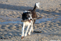 Hundestrand-Norddeich-19.1.2020-4
